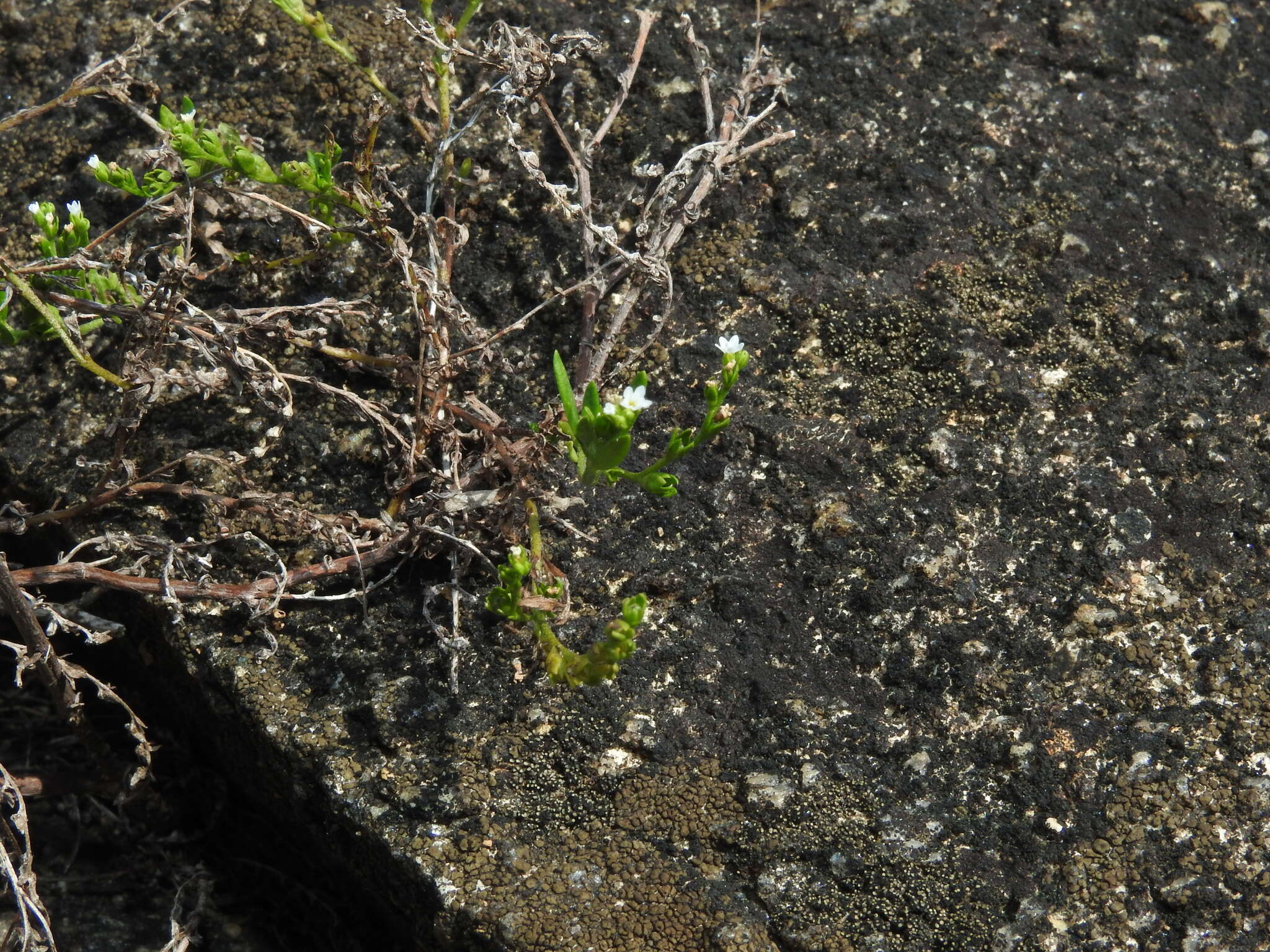 Euploca filiformis (Lehm.) J. I. M. Melo & Semir的圖片