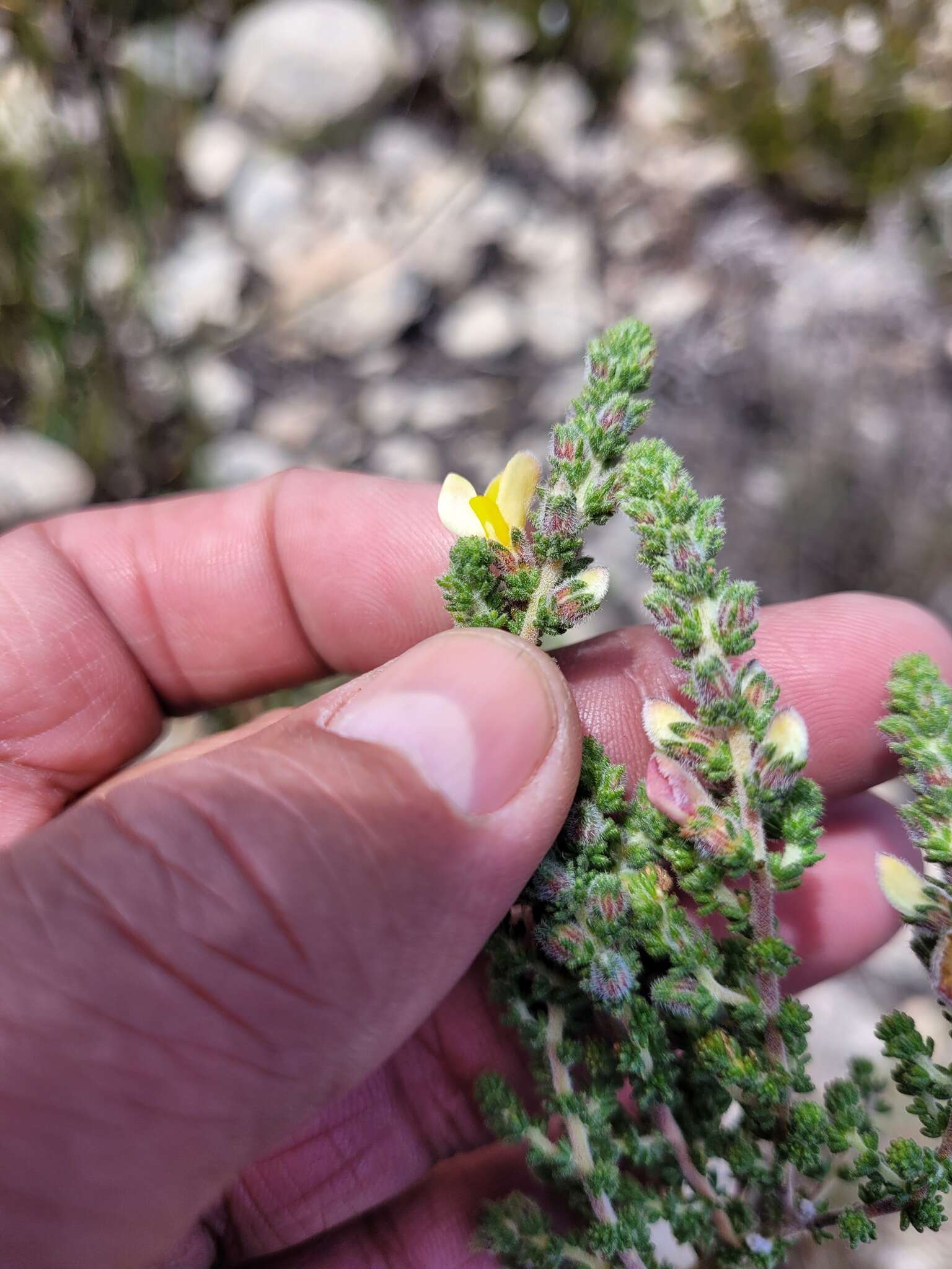 Plancia ëd Aspalathus salteri L. Bolus