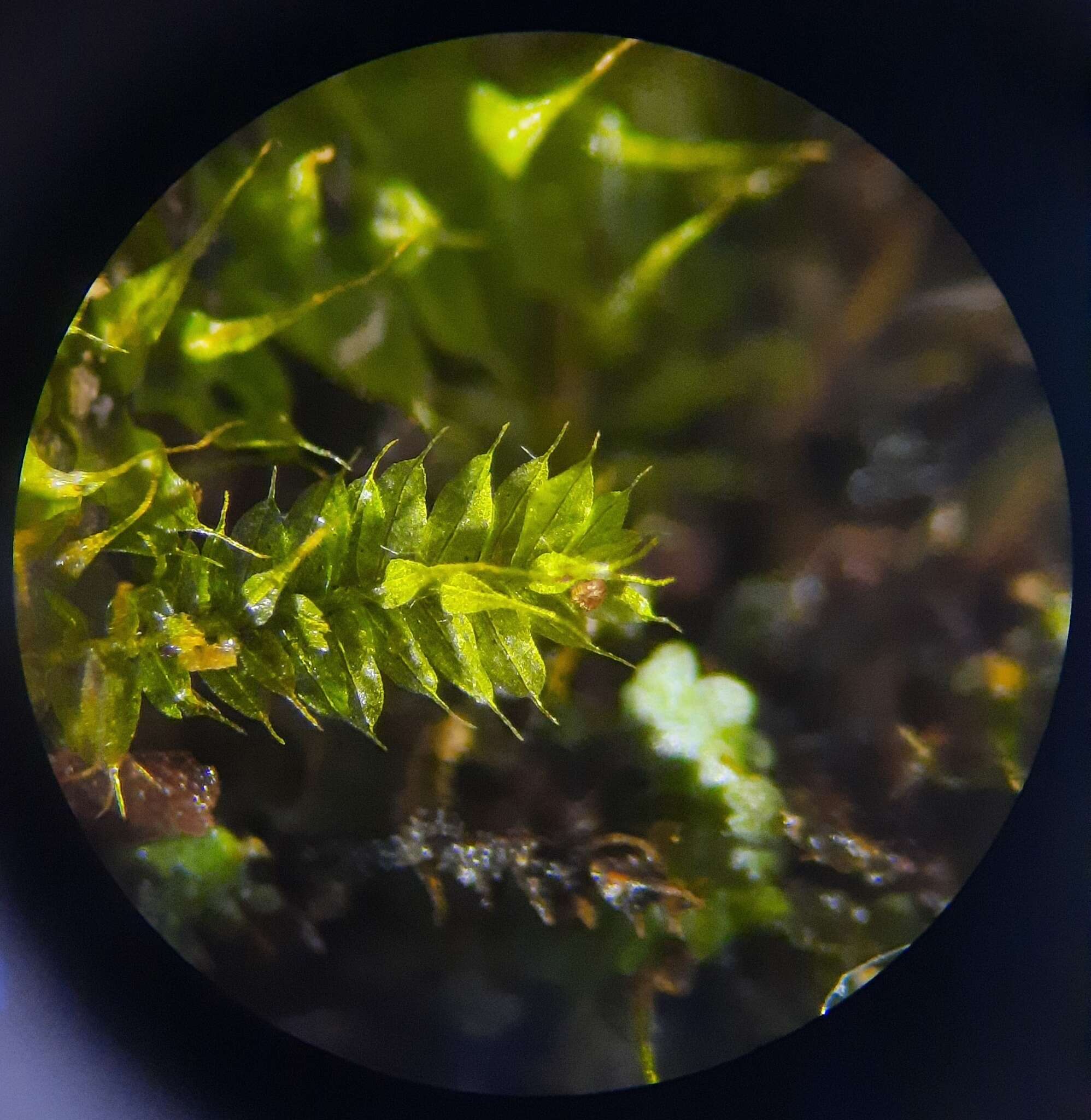 Image of Racopilum cuspidigerum var. convolutaceum (Müll. Hal.) Zanten & Dijkstra