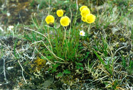 Image of Papaver minutiflorum Tolmatch.