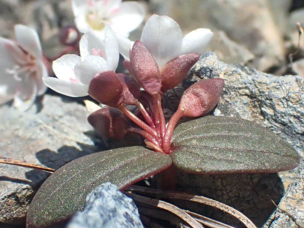 <i>Claytonia obovata</i> resmi