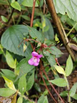 Image of Impatiens santisukii T. Shimizu