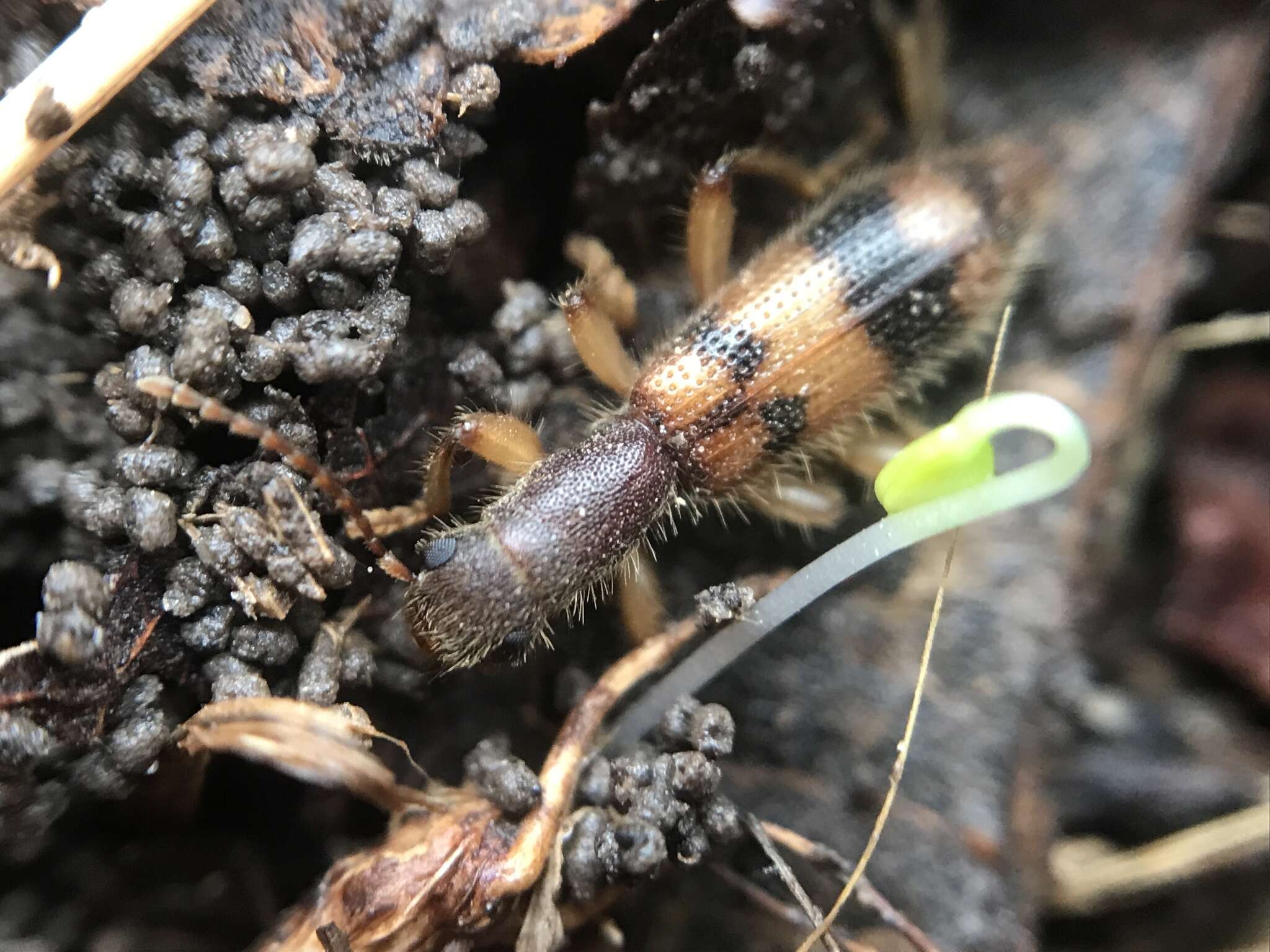 Image of Cymatodera balteata Le Conte 1854