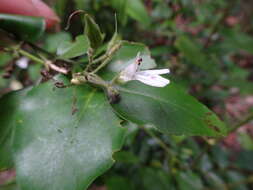 Image of Justicia pinensis S. Moore