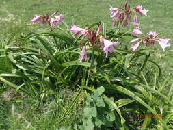 Image of Crinum powellii Baker