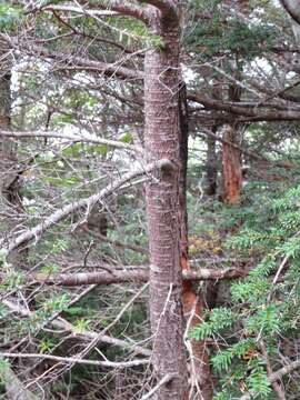 Image of Northern Japanese Hemlock