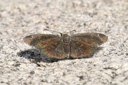 Image of Golden-headed Scallopwing