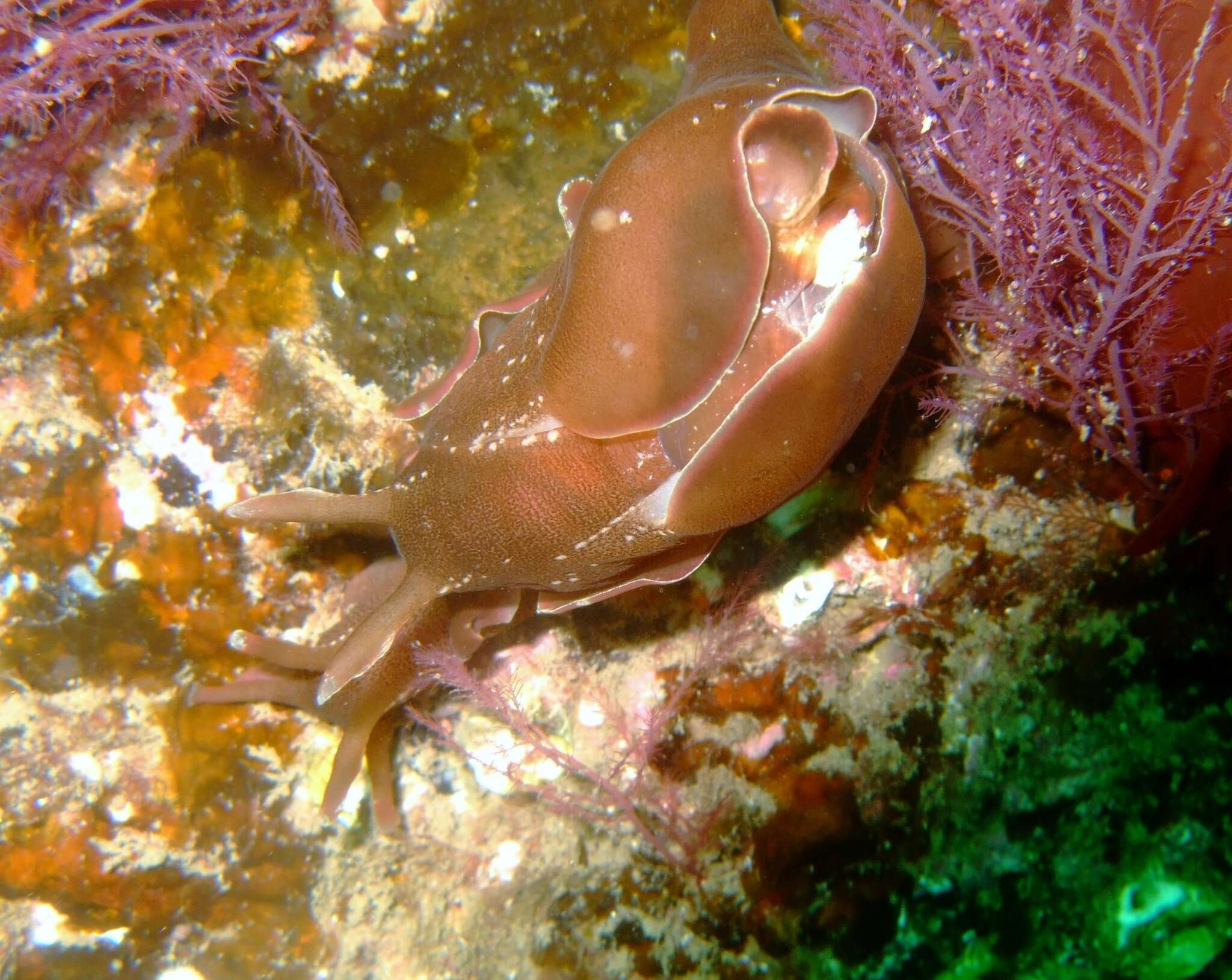 Aplysia punctata (Cuvier 1803) resmi