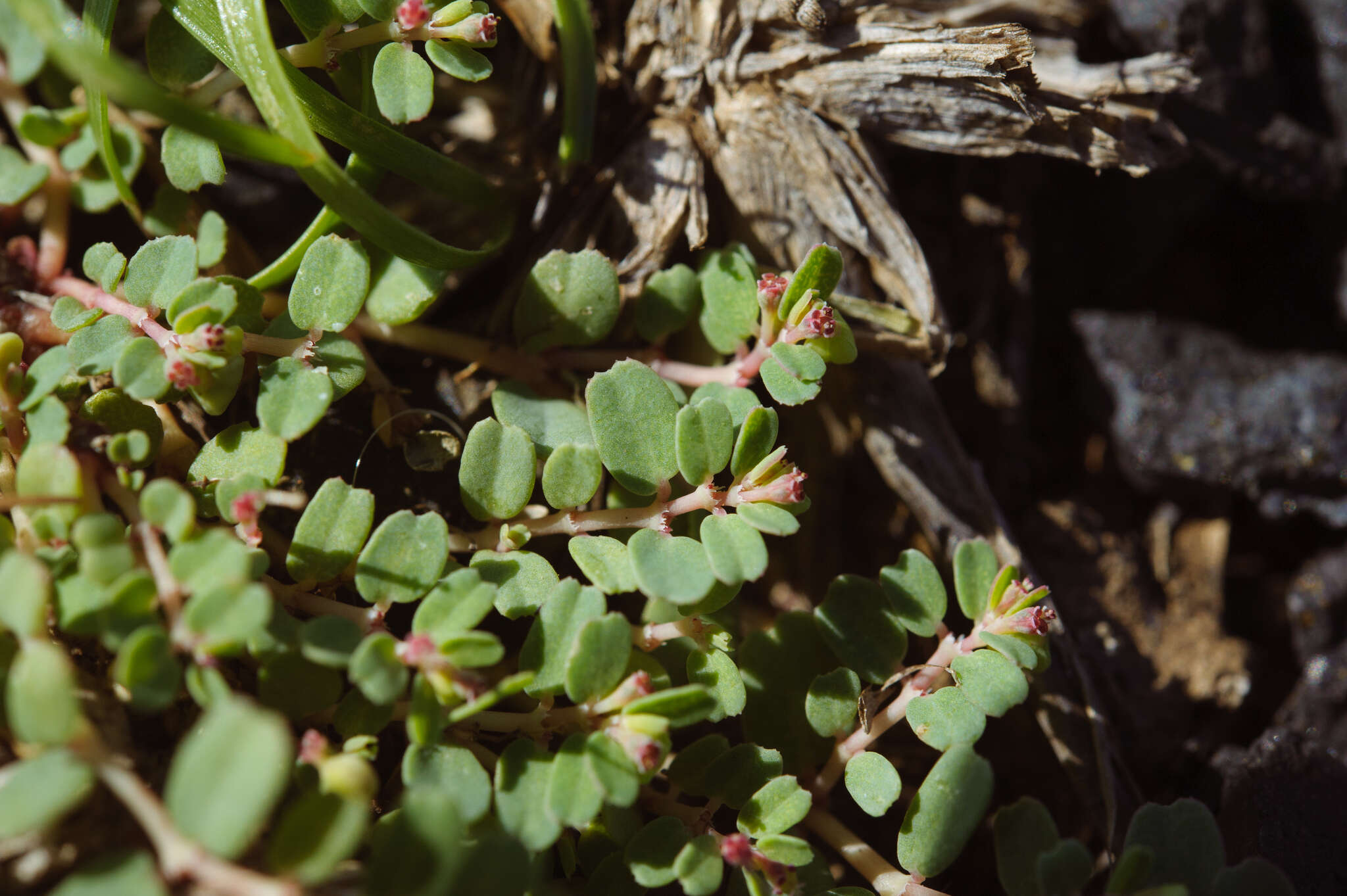 Imagem de Euphorbia taihsiensis (Chaw & Koutnik) Oudejans