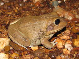 Image of Giant Frog