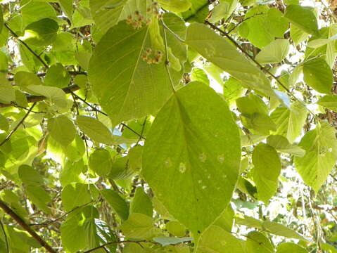 Image of Tilia americana var. mexicana (Schltdl.) J. W. Hardin