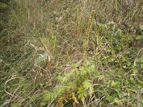 Agrimonia eupatoria subsp. asiatica (Juz.) Skalicky的圖片