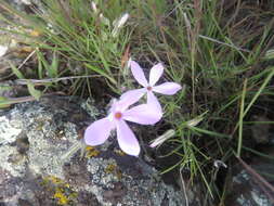 Image of longleaf phlox