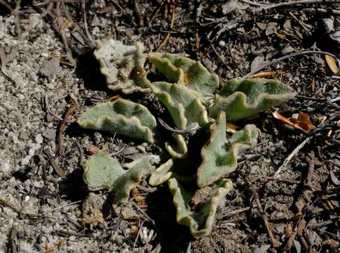 Image of Arctotis verbascifolia Harv.