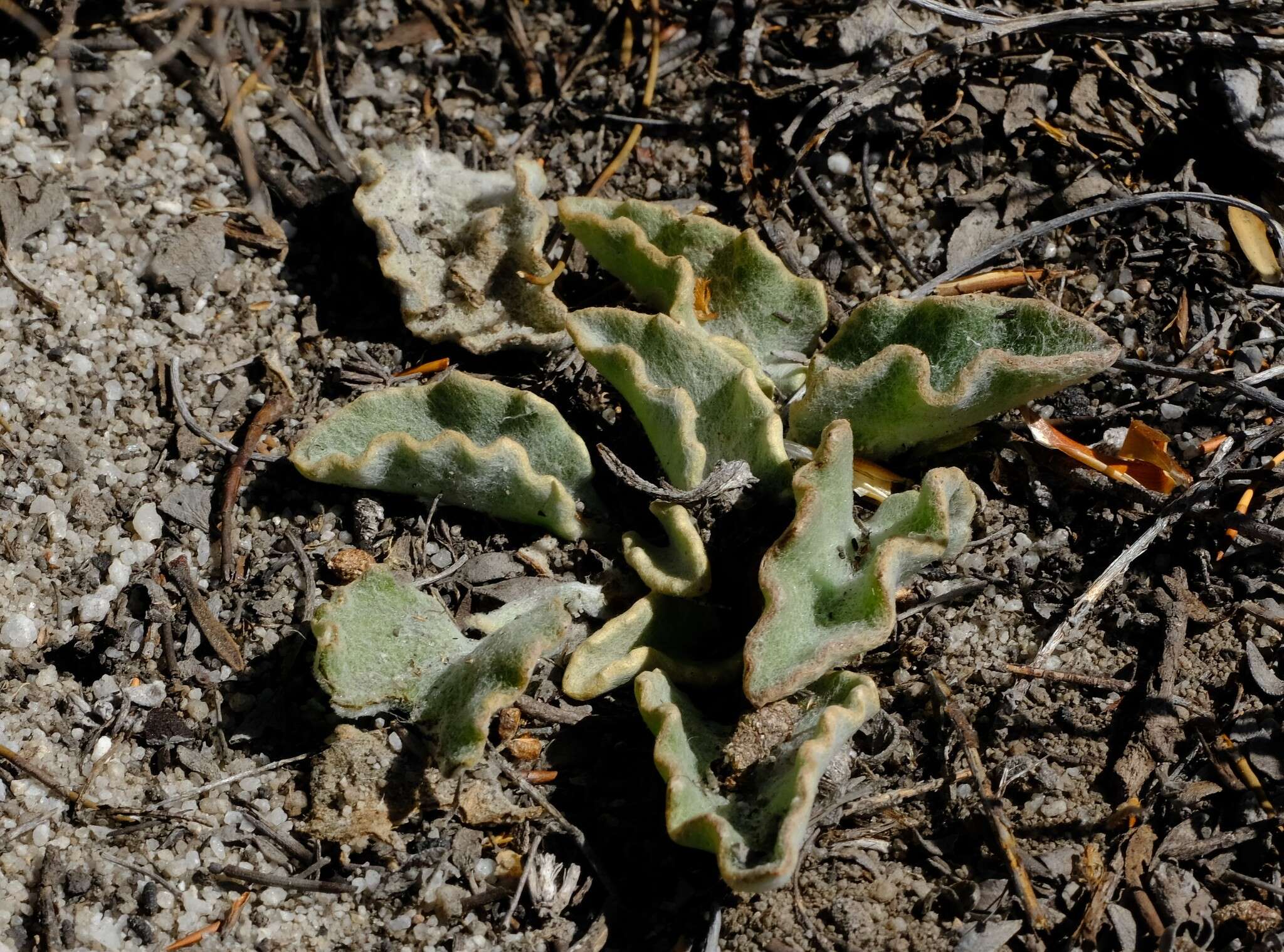 Image de Arctotis verbascifolia Harv.