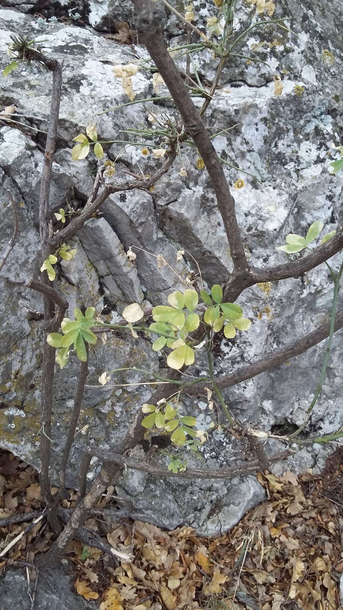 Image of Hippocrepis emerus subsp. emeroides (Boiss. & Spruner) Lassen