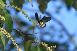 Image of Atrophaneura zaleucus (Hewitson 1865)