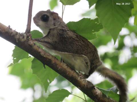 Image of Old World flying squirrel