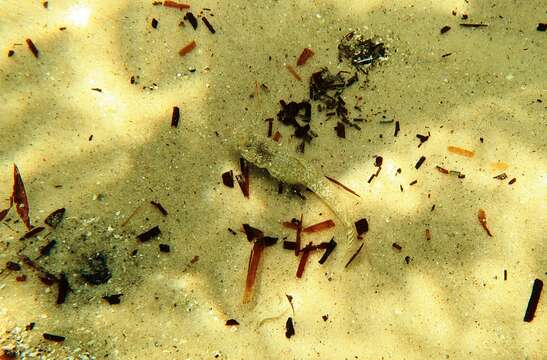 Image of Long finned goby