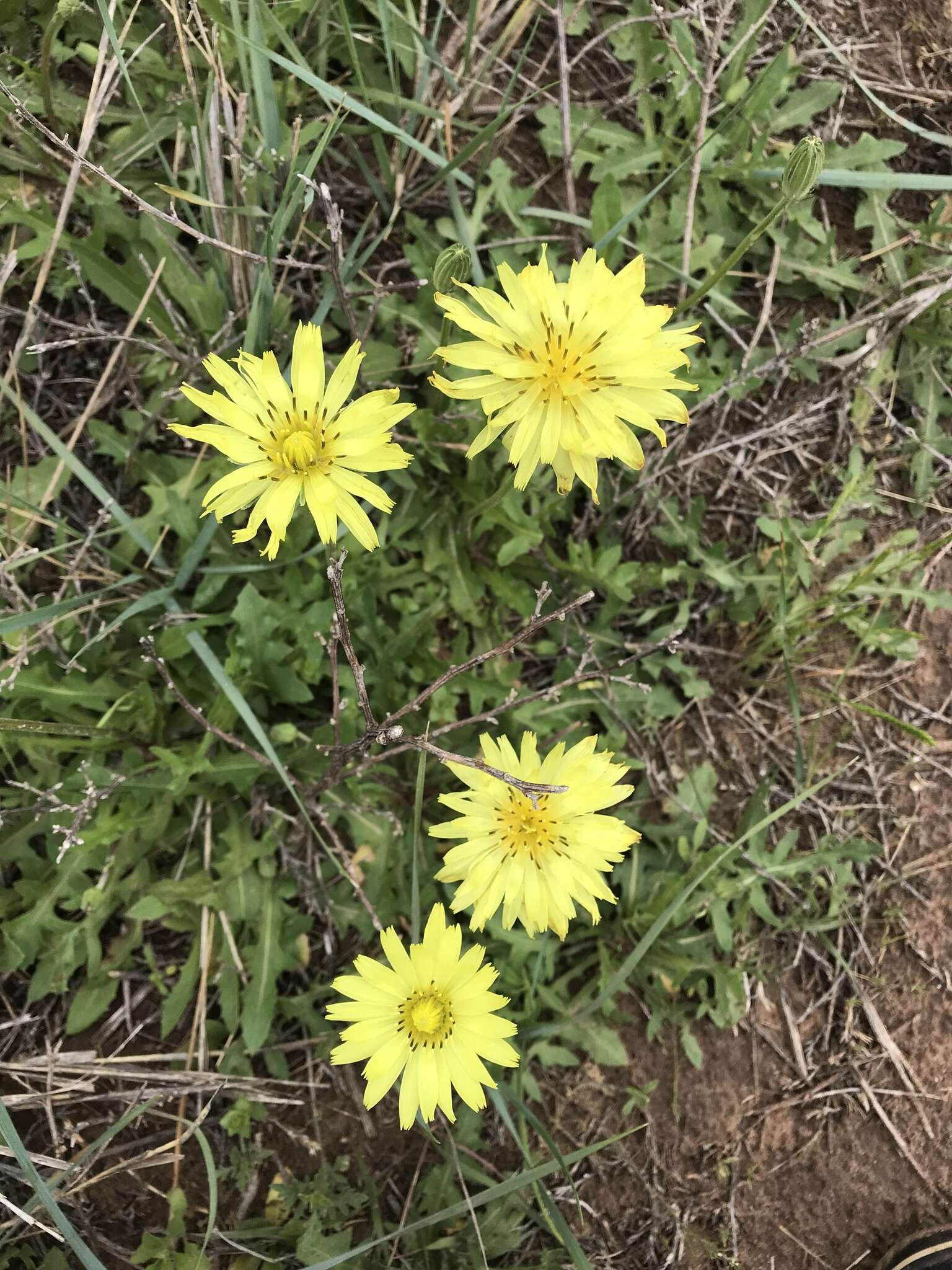 Image de Pyrrhopappus grandiflorus (Nutt.) Nutt.