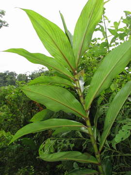 Image of Costus laevis Ruiz & Pav.