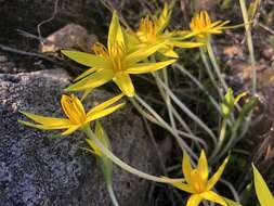 Image of Empodium veratrifolium (Willd.) M. F. Thomps.