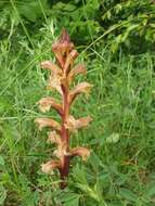 Imagem de Orobanche lutea Baumg.