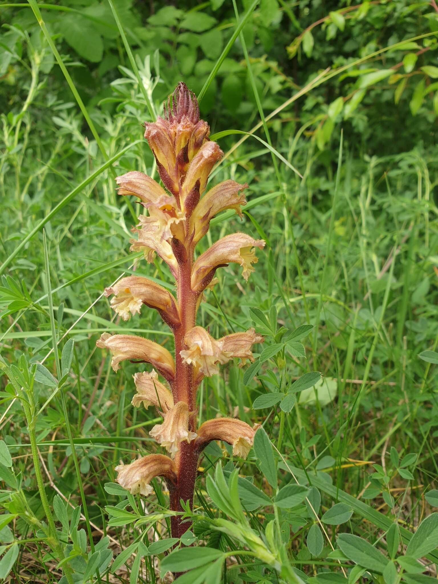 Imagem de Orobanche lutea Baumg.