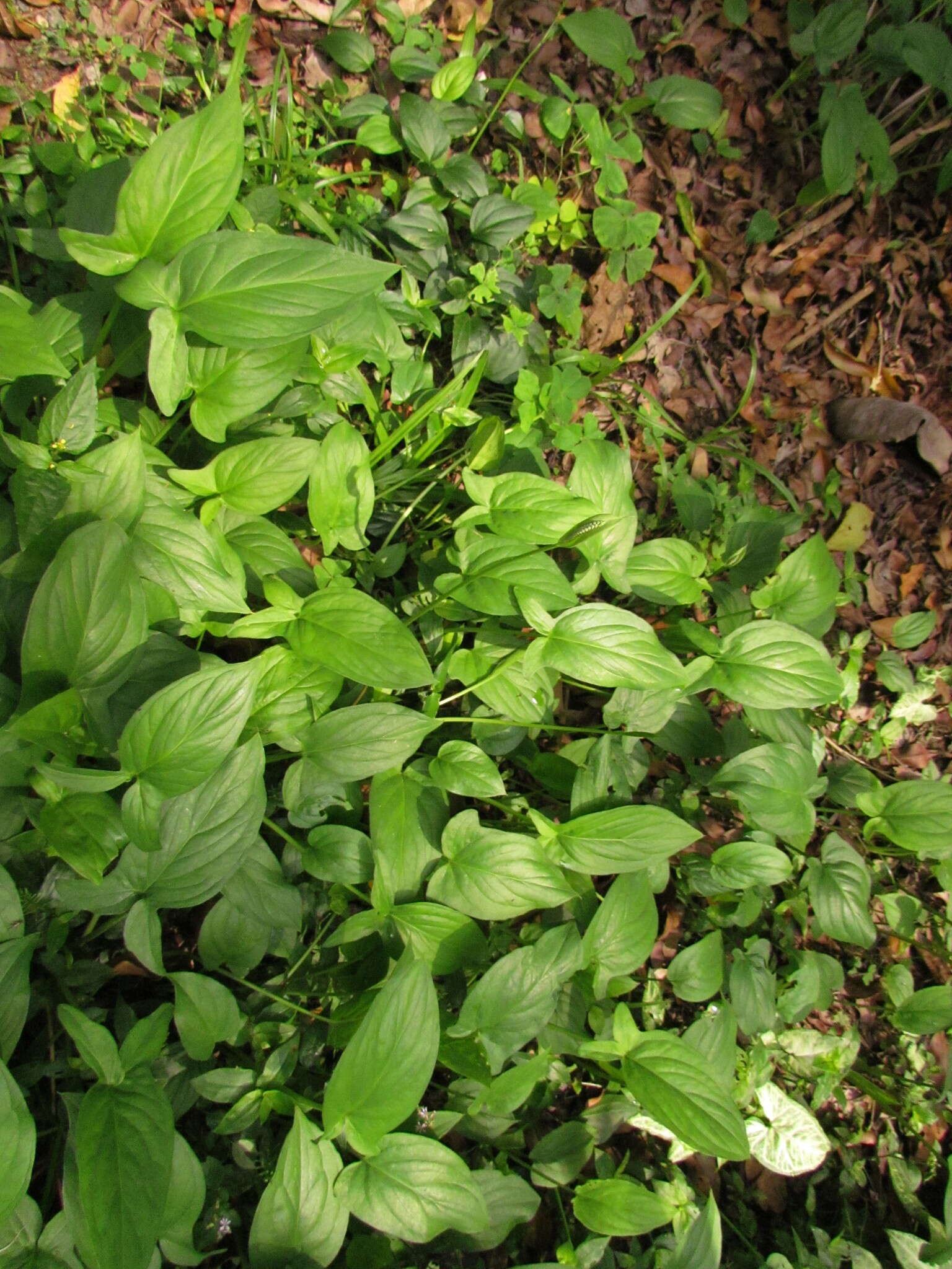 Image of Spathicarpa hastifolia Hook.