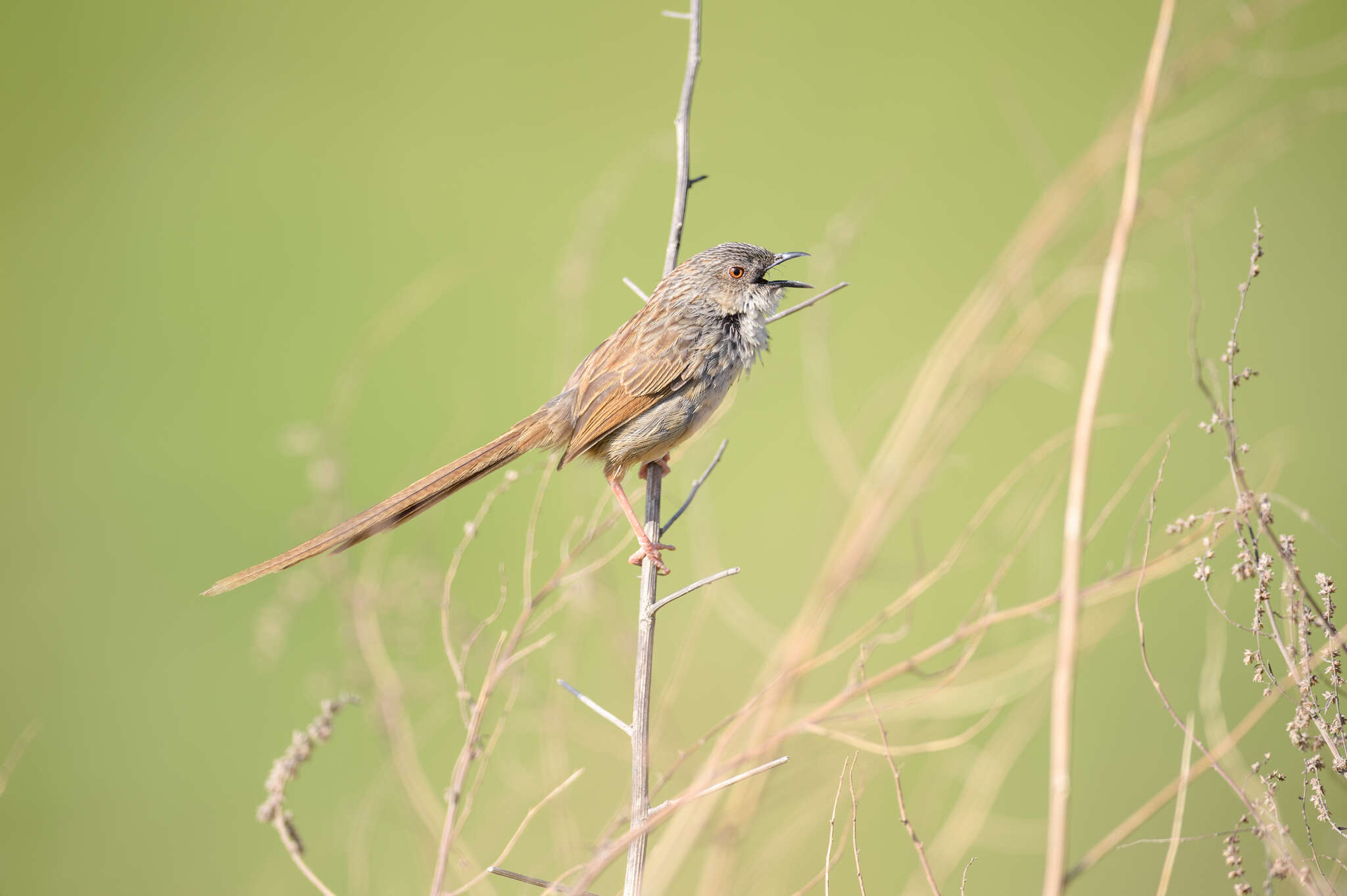 Image of Himalayan Prinia