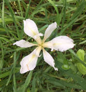 Plancia ëd Iris fernaldii R. C. Foster