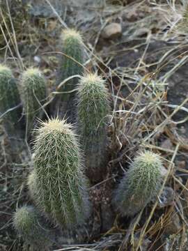 Image of Echinocereus ortegae Rose