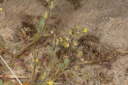 Image of Inyo Yellow Scorpion-Weed