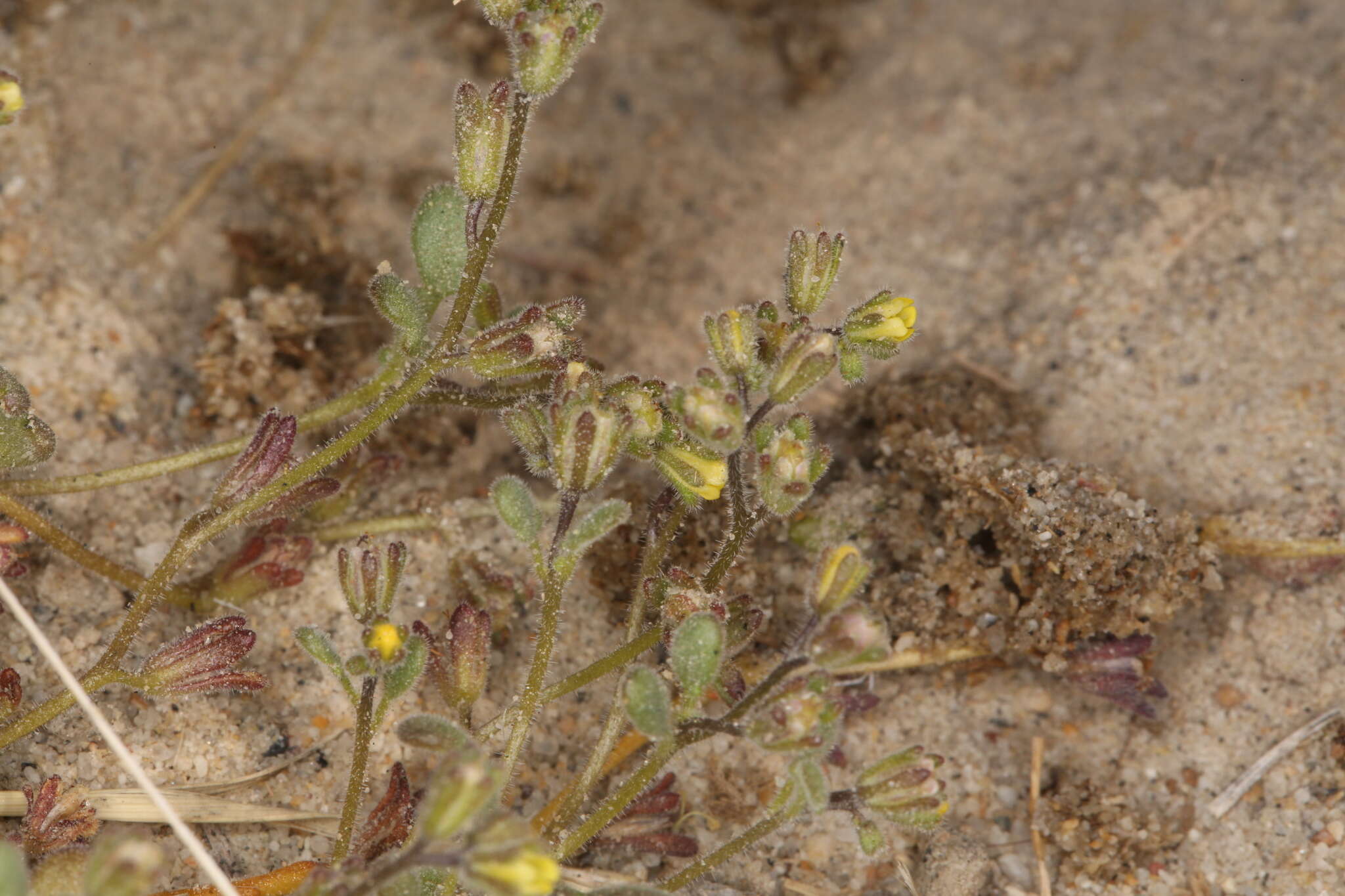 Image of Inyo Yellow Scorpion-Weed