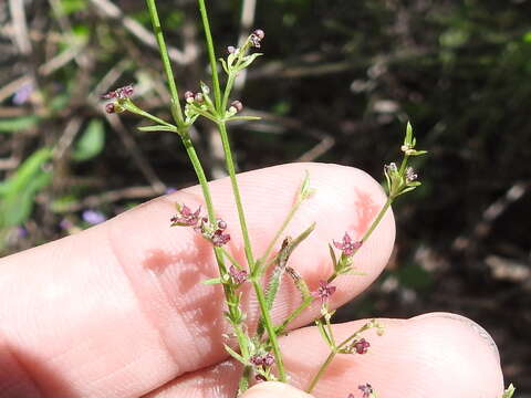 Image of Wright's bedstraw