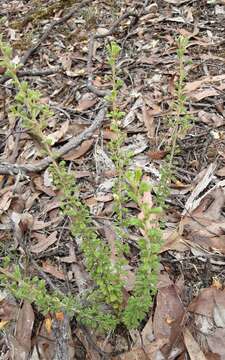 Слика од Pultenaea scabra R. Br.