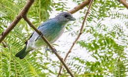 Image of Glaucous Tanager