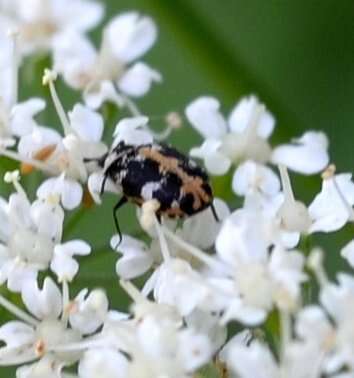 Image of carpet beetle