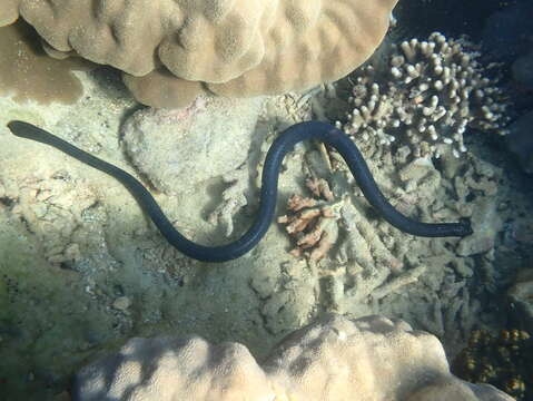 Image of Egg-eating Sea Snake