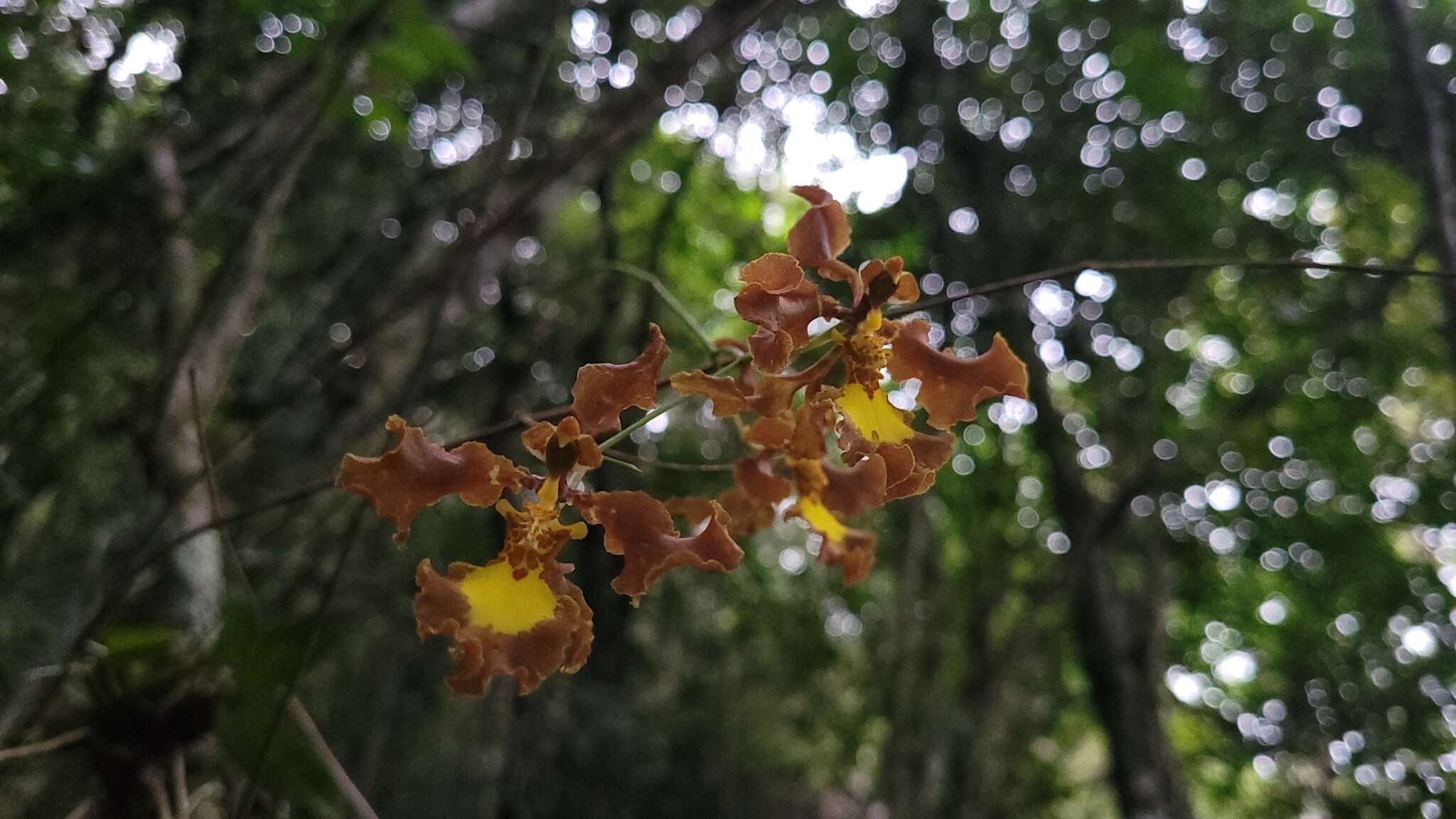 Image of Oncidium praetextum