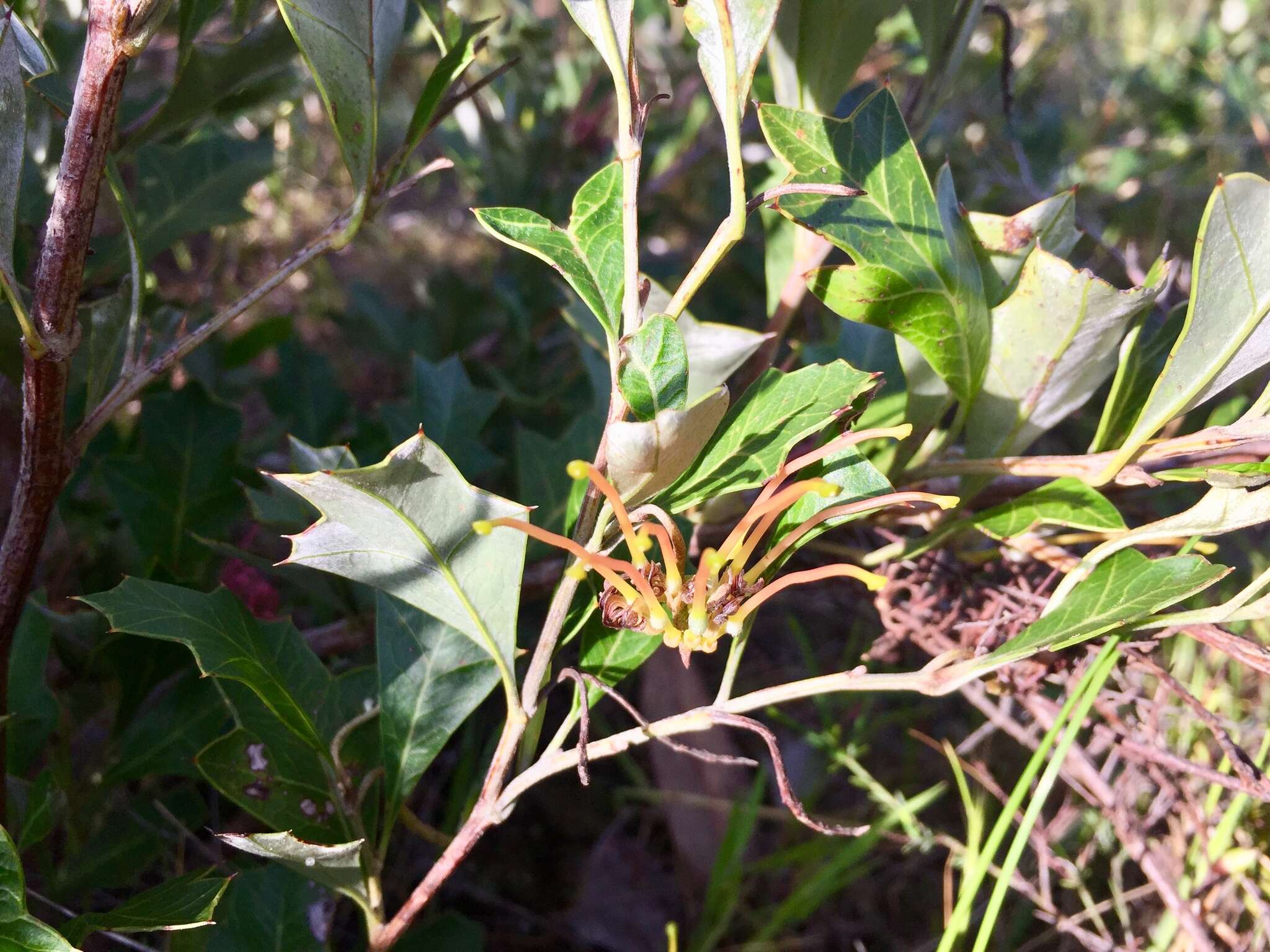 Image of Grevillea ilicifolia subsp. ilicifolia