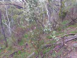 Image of Anthocercis angustifolia F. Müll.