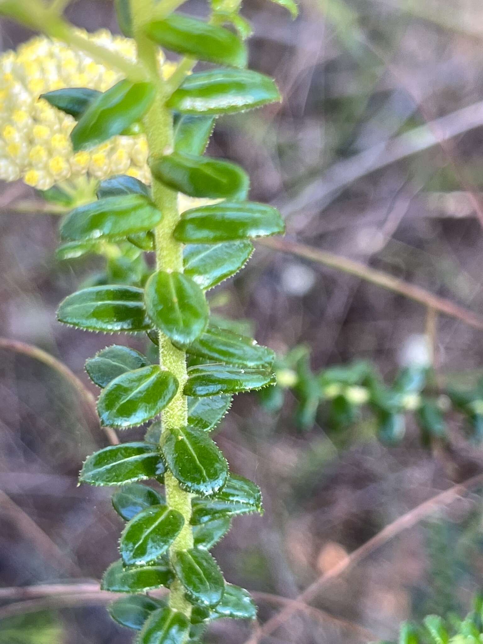 Plancia ëd Cassinia denticulata R. Br