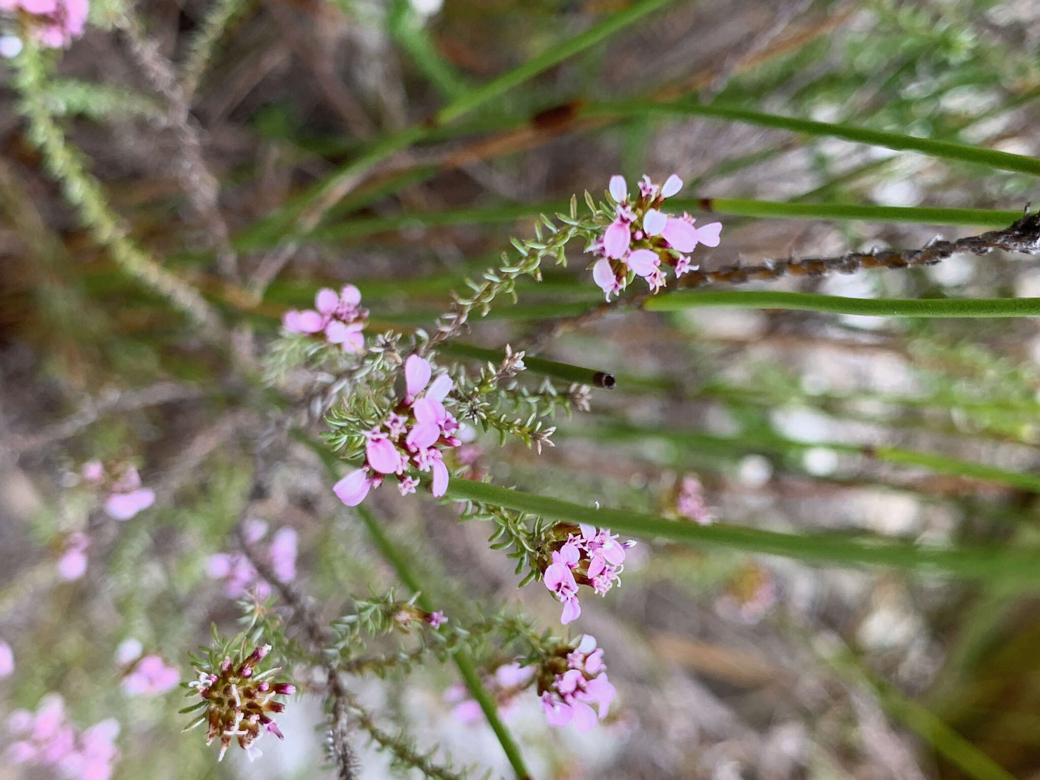 Image of Disparago ericoides (Berg.) Gaertn.