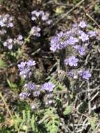 Imagem de Phacelia floribunda Greene