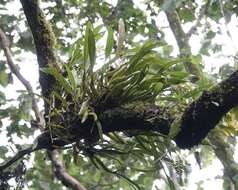 Image of Prosthechea fragrans (Sw.) W. E. Higgins