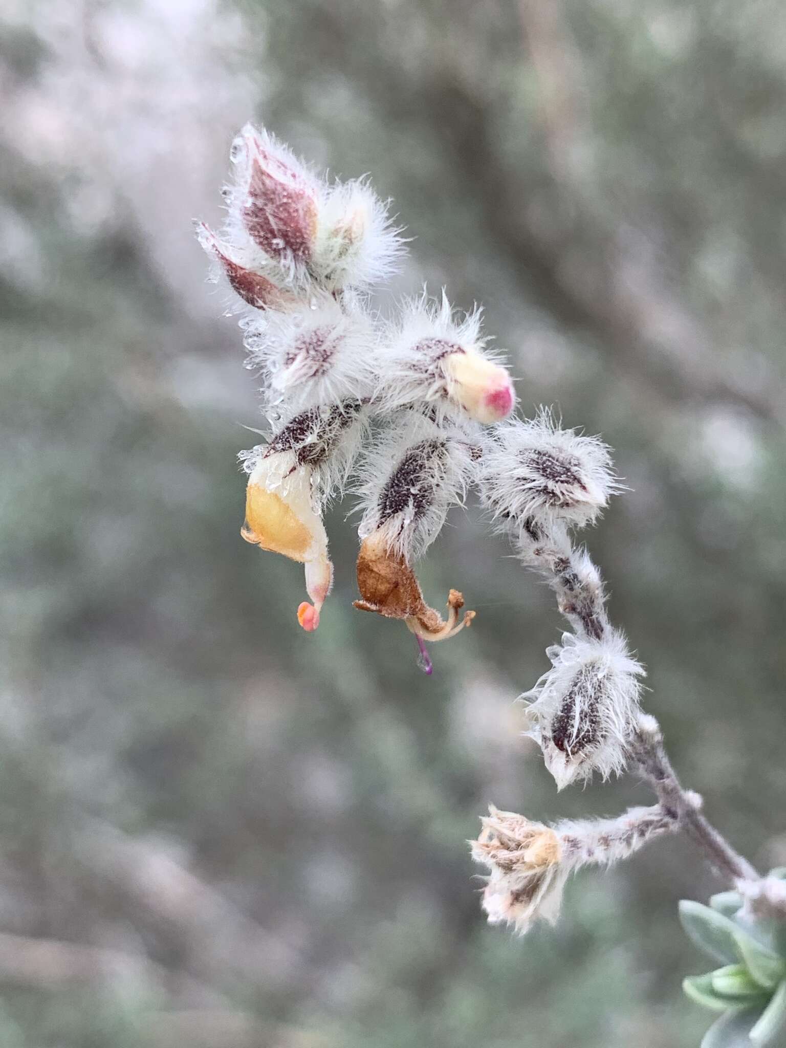 Image of Syncolostemon eriocephalus I. Verd.