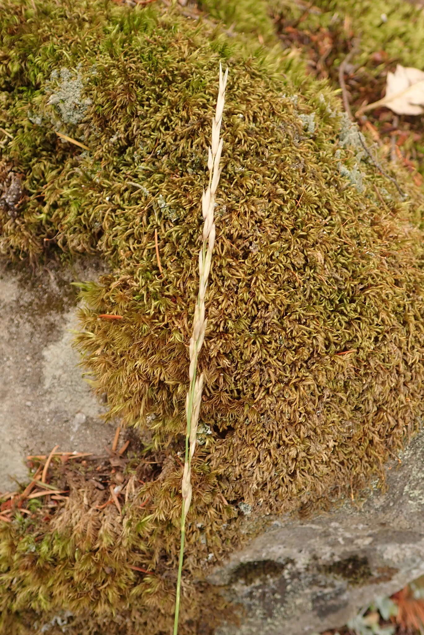 Image of Harford's oniongrass