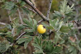 Sivun Crataegus orientalis subsp. pojarkovae (Kossych) J. I. Byatt kuva