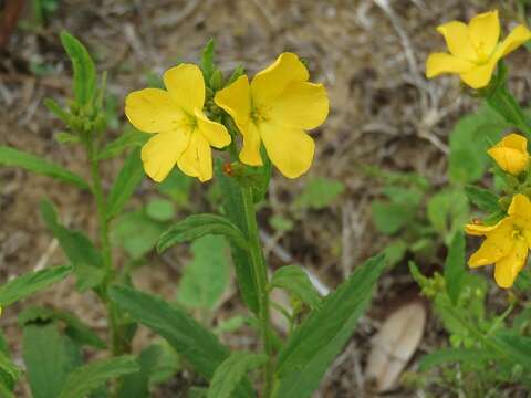 Plancia ëd Piriqueta cistoides subsp. caroliniana (Walter) M. M. Arbo